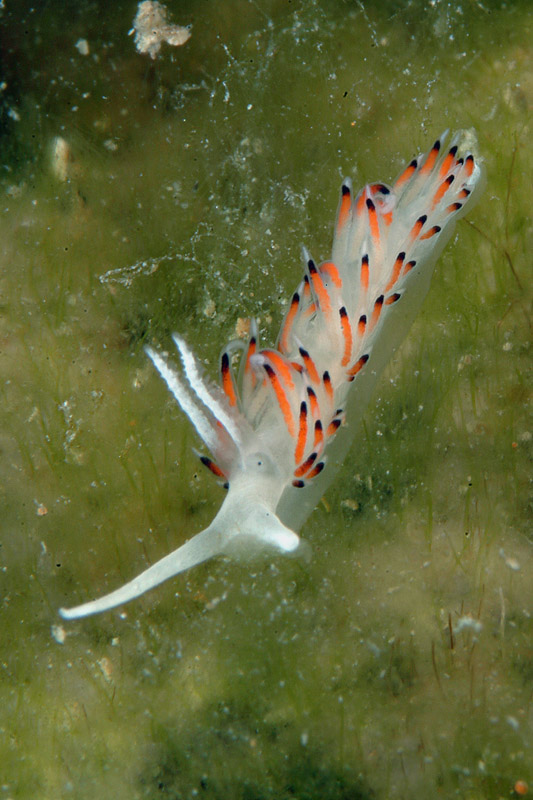 Facelina quatrefagesi